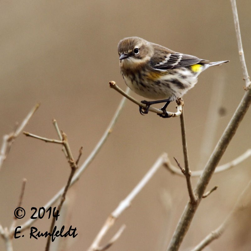 20Dec-CBC 478.jpg - Yellow-rumped Warbler